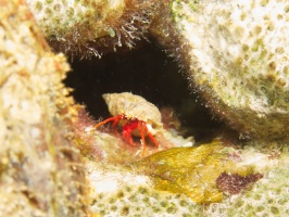 IMG 3836 Red Reef Hermit